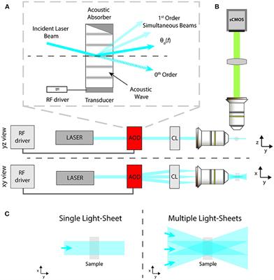 Flexible Multi-Beam Light-Sheet Fluorescence Microscope for Live Imaging Without Striping Artifacts